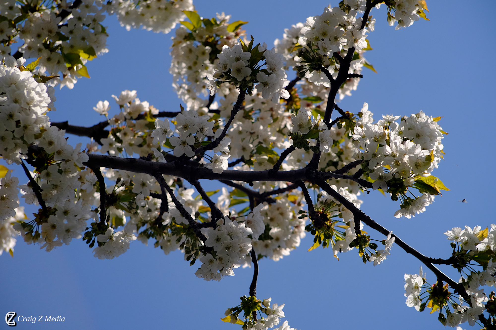 Orchard in spring bloom on the slopes above Lake Ohrid — fruit trees fill the foothills each April